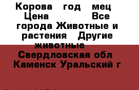 Корова 1 год 4 мец › Цена ­ 27 000 - Все города Животные и растения » Другие животные   . Свердловская обл.,Каменск-Уральский г.